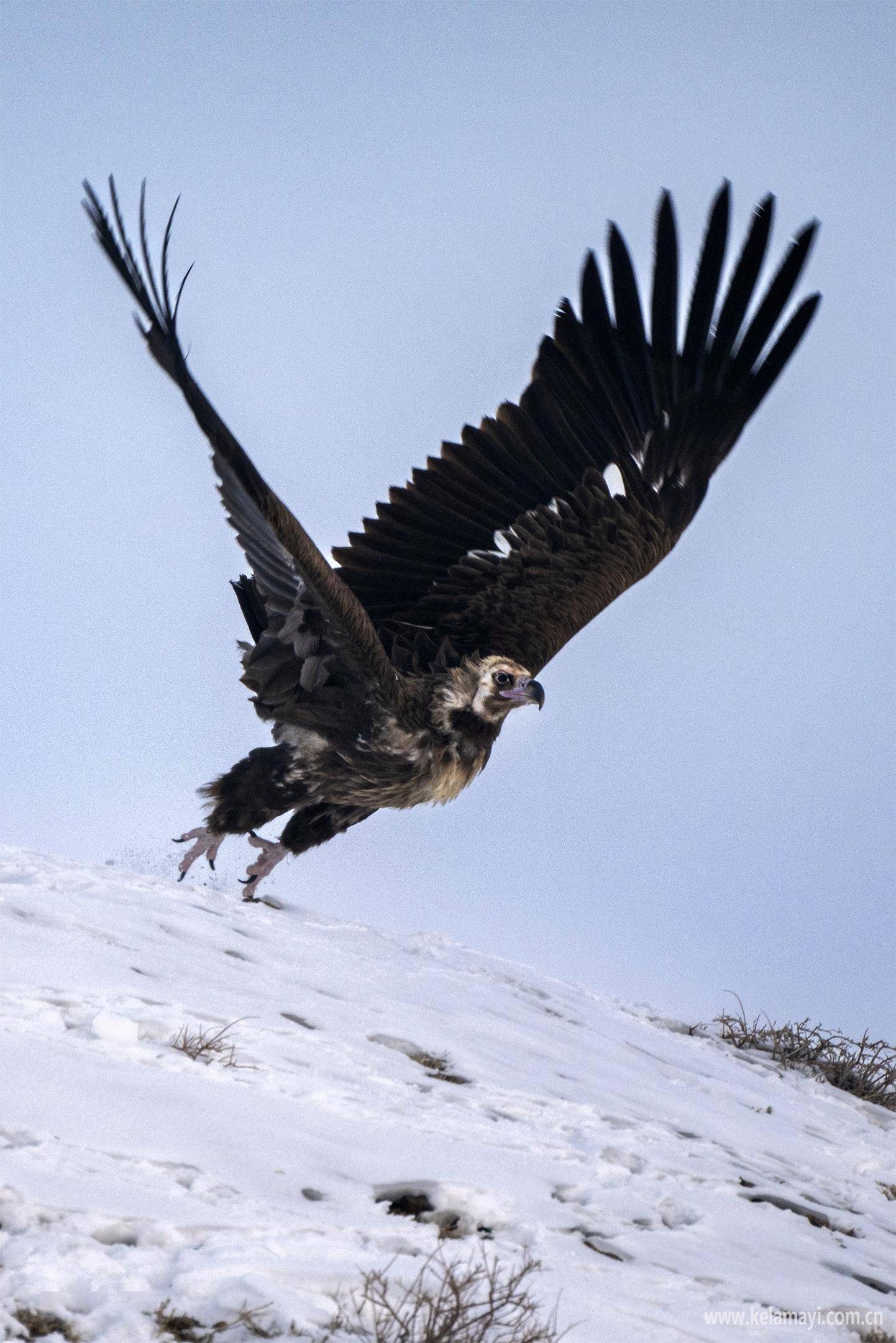 "座山雕"现身油城_秃鹫_山区_荒漠区