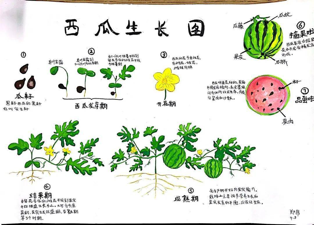 西瓜种植简笔画图片