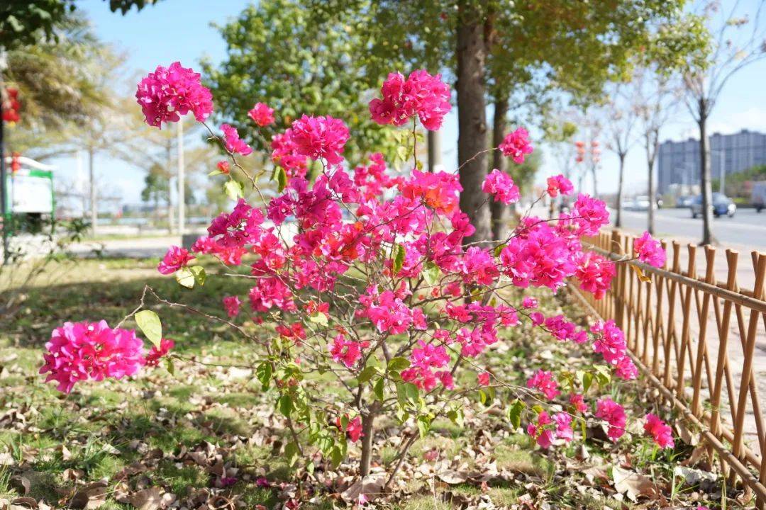 郁见浪漫潮南 莫负春日繁花_春花_北环大道_新芽