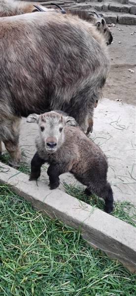 河马_妈妈_成都动物园