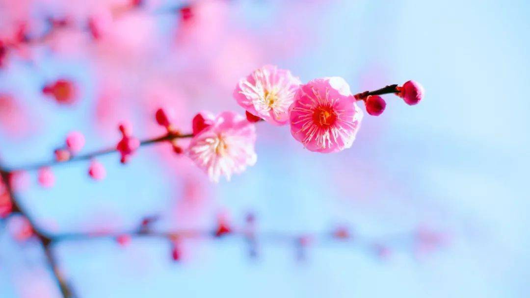 伴读| 人生,难得糊涂!(深度好文)_杜月笙_王熙凤_求职