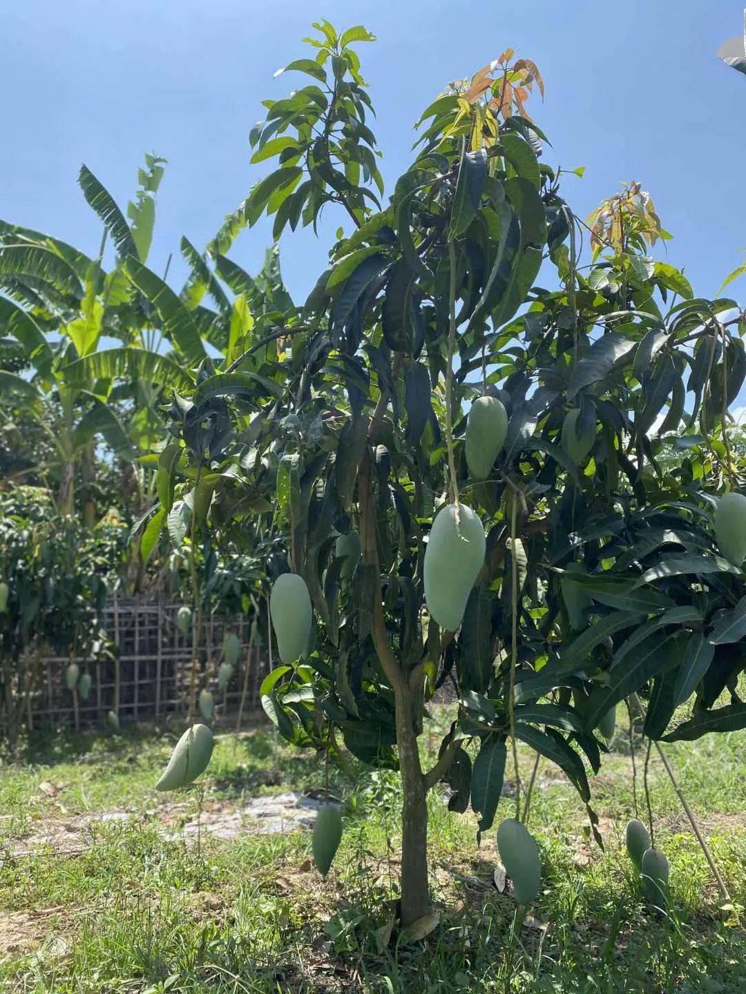 爆汁!超100万斤『越南大青芒26.