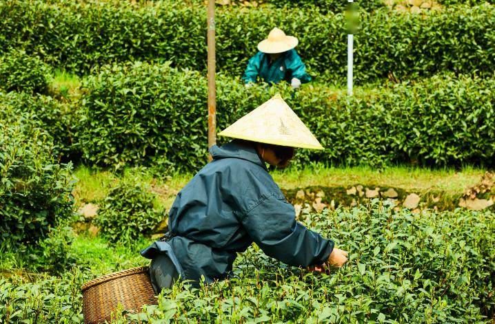 采制_茶叶_明前