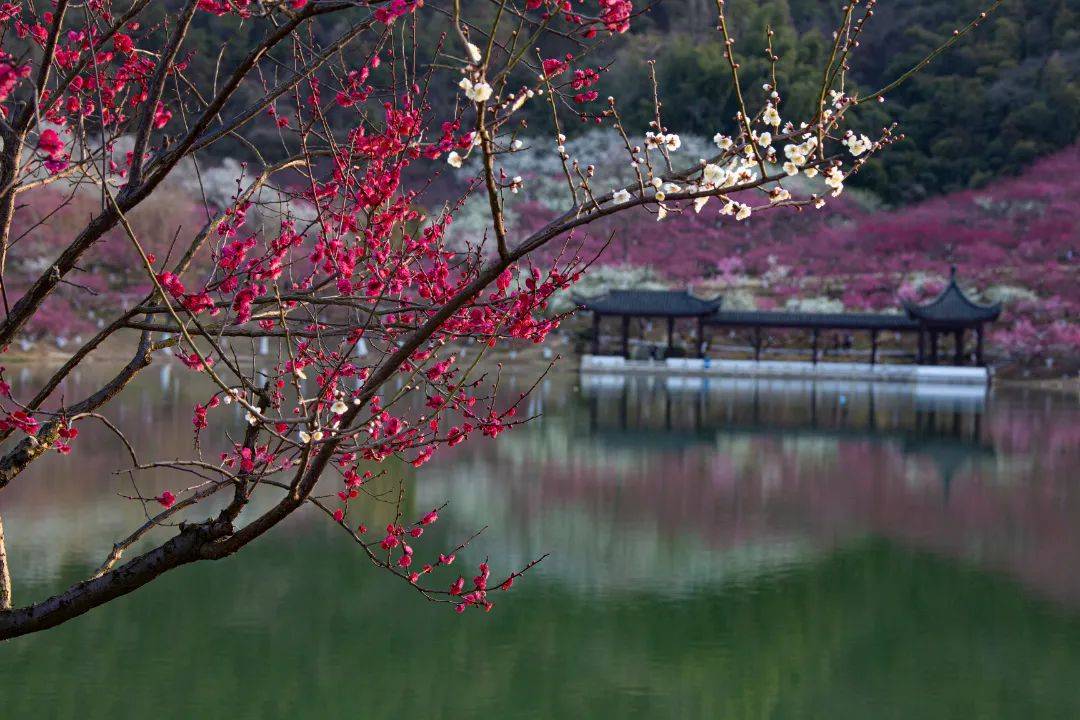 大邑雾山梅花图片