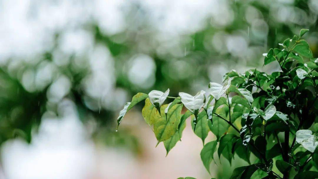 50首春雨诗词,好雨知时节,当春乃发生_杜甫_一雨_喜雨