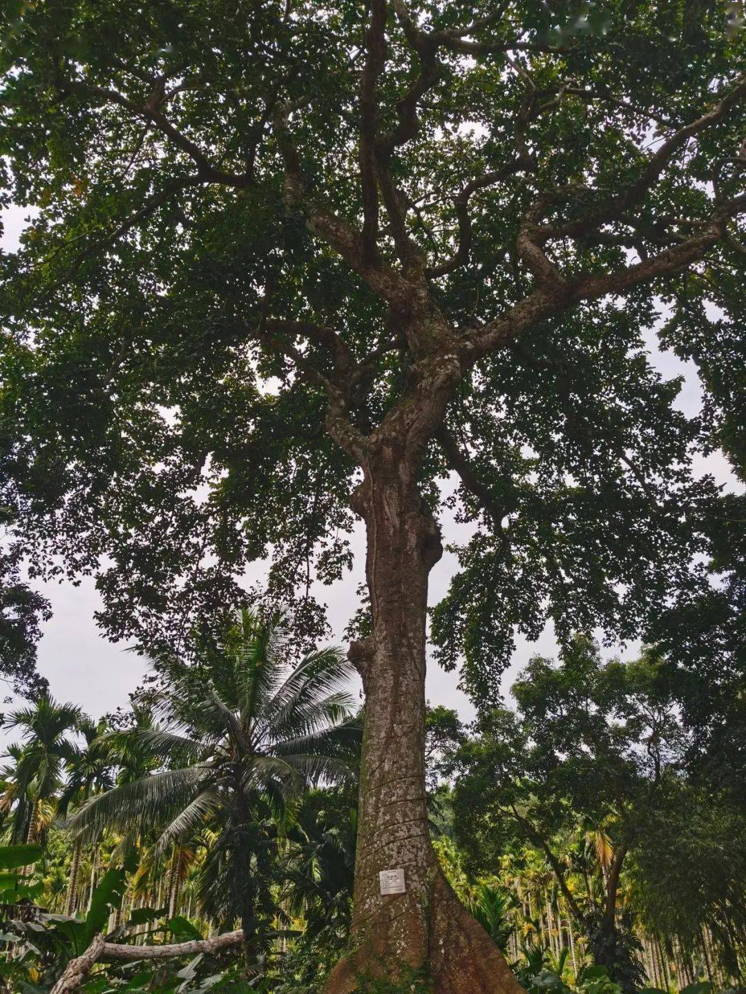 (文城镇金花村高山榕)高山榕(又名大叶榕),位于文城镇南阳村委会金花