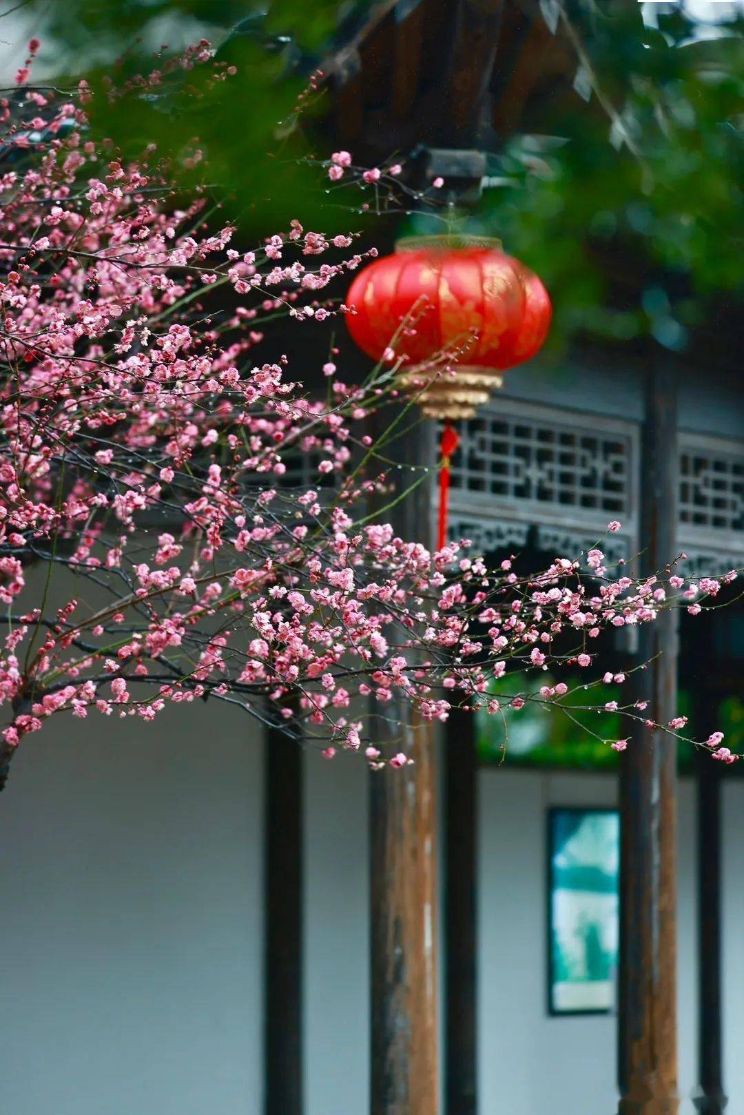 衡阳梅花院子图片