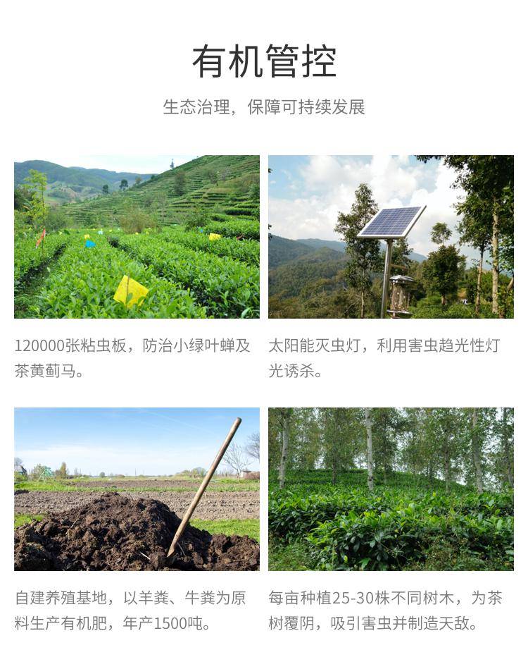 认证_茶叶_种植