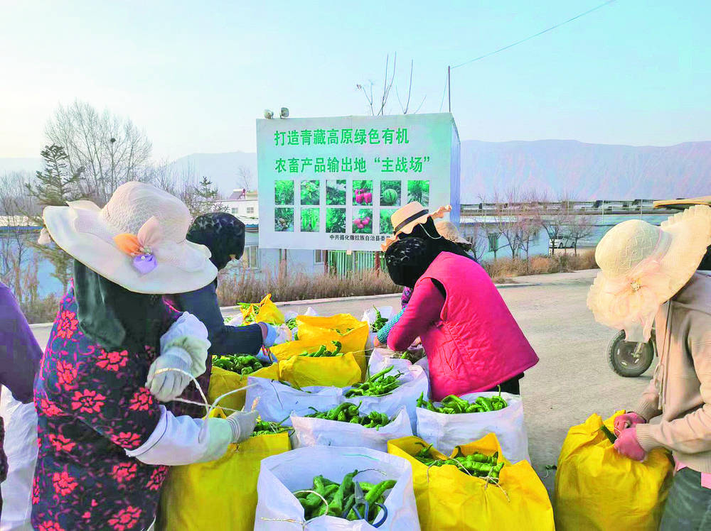 种植户将采摘好的辣椒装箱上市.
