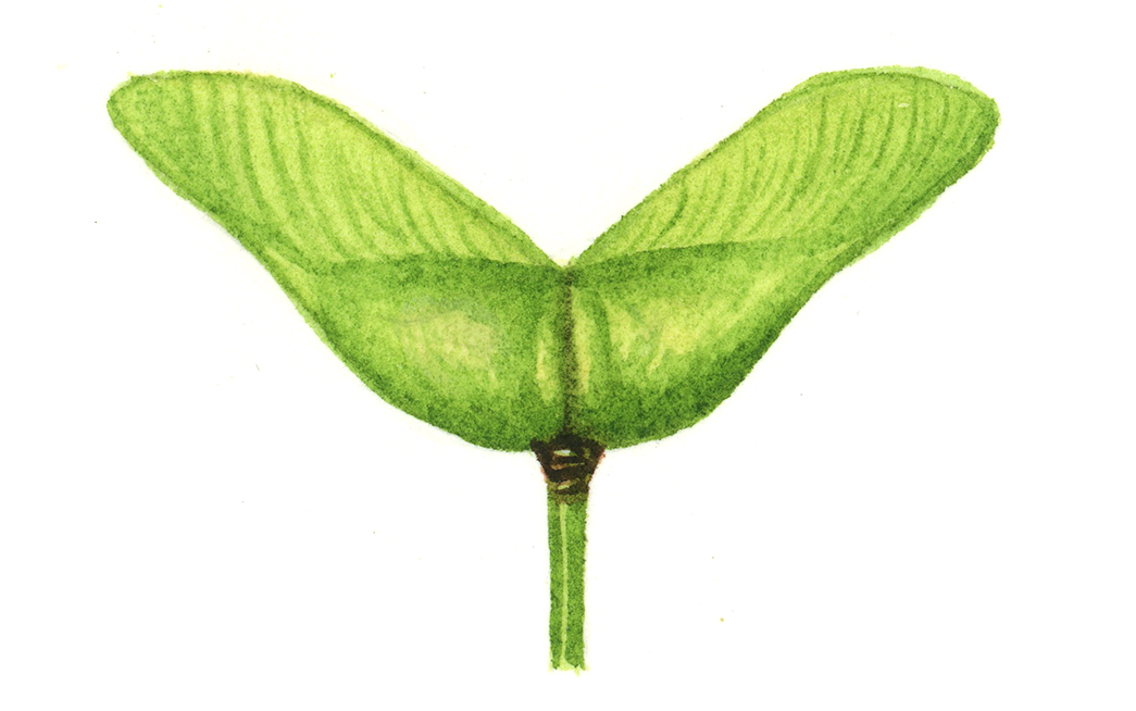 这个"元宝"好神气 | 我们爱科学_叶子_果实_鸟儿