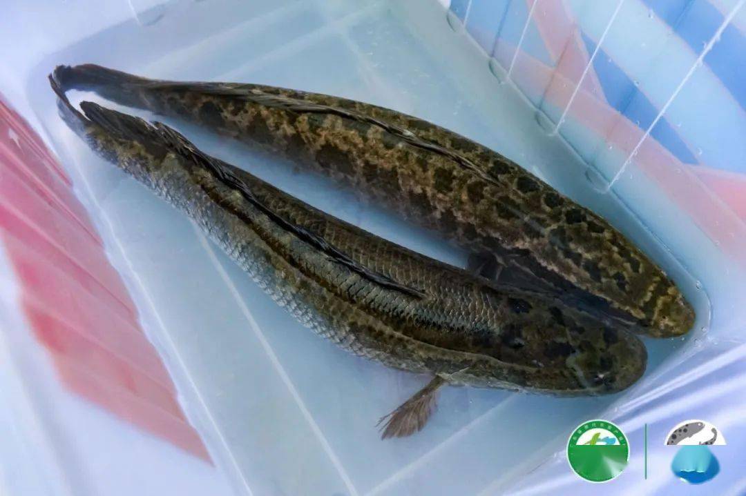 中山三角生鱼美食文化嘉年华乐翻天!_活动_公园_时间