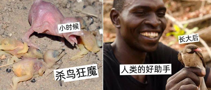 小时候杀鸟,长大后助人,它们帮人找到蜂蜜后也会得到相应的回报_导蜜