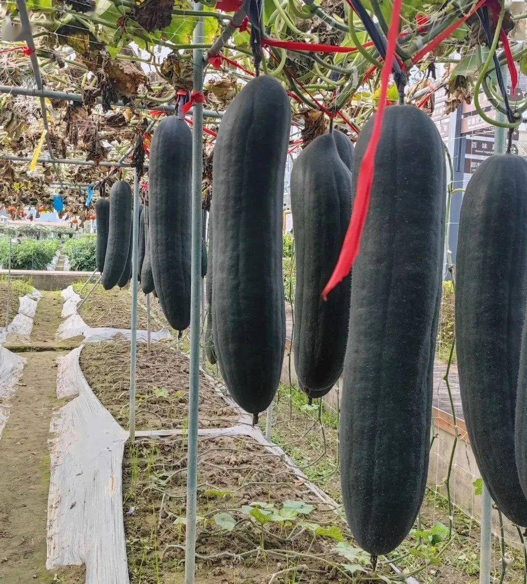 节本200元/亩,增产又增收!这个技术现在用正好!_冬瓜_降低_kg