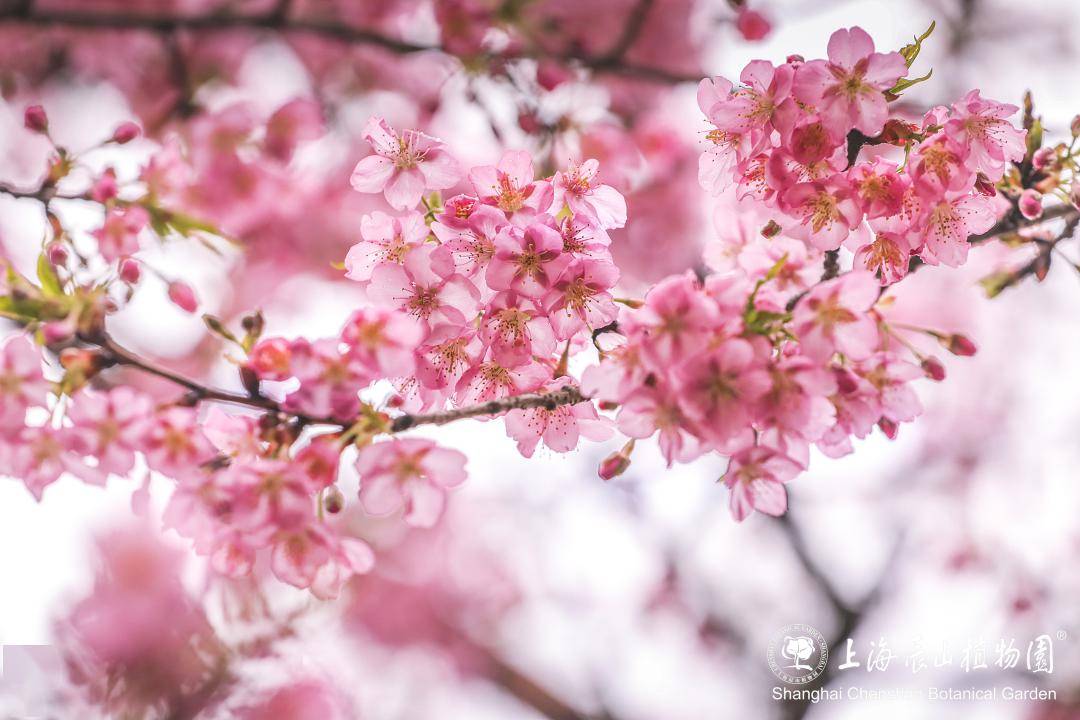 河津樱下周将迎来最佳观赏期_高速公路_速度_年份