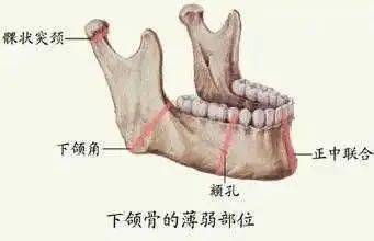 生物学角度解读《热辣滚烫》贾玲拳击中为啥带牙套