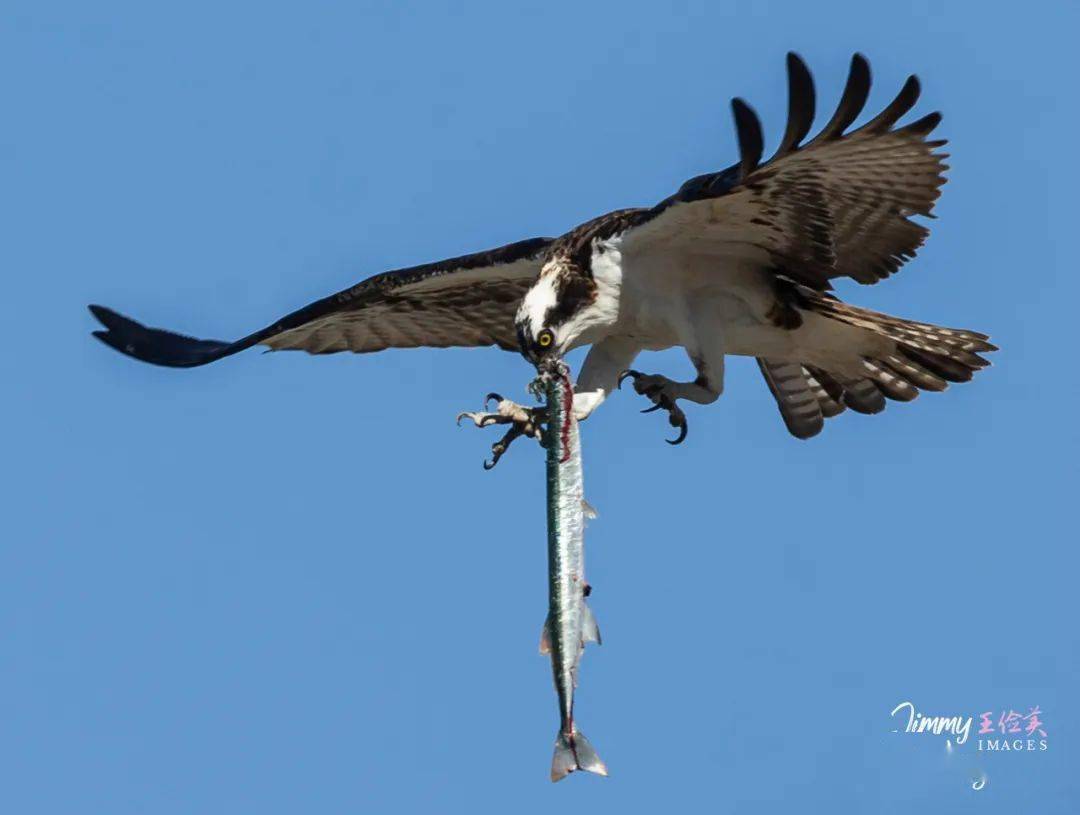 美国鸟类素描(下):鱼鹰吹箫,爱巢送暖;鸊鷉秀爱,乘风破浪;为鹤痴狂,百