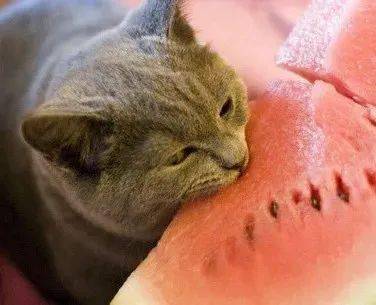 猫咪体内被人塞下10斤大西瓜?_猫猫_青年_主人