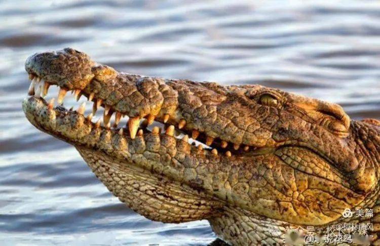 ▼食人鱼小卢老板告诉我们,那是上游漂下来的水草一类的藤蔓植物,小指