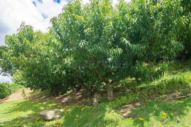 桃树的种植方法和管理_进行_修剪_果实