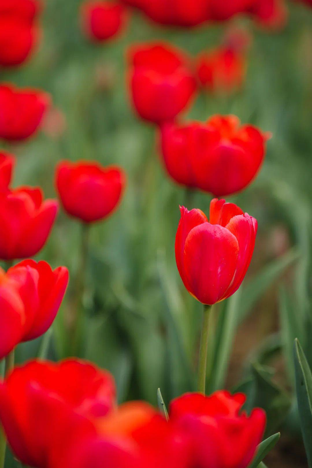 叮!您已被邀请加入「2024灵湖郁金香观赏」群聊,一大波美图请查收