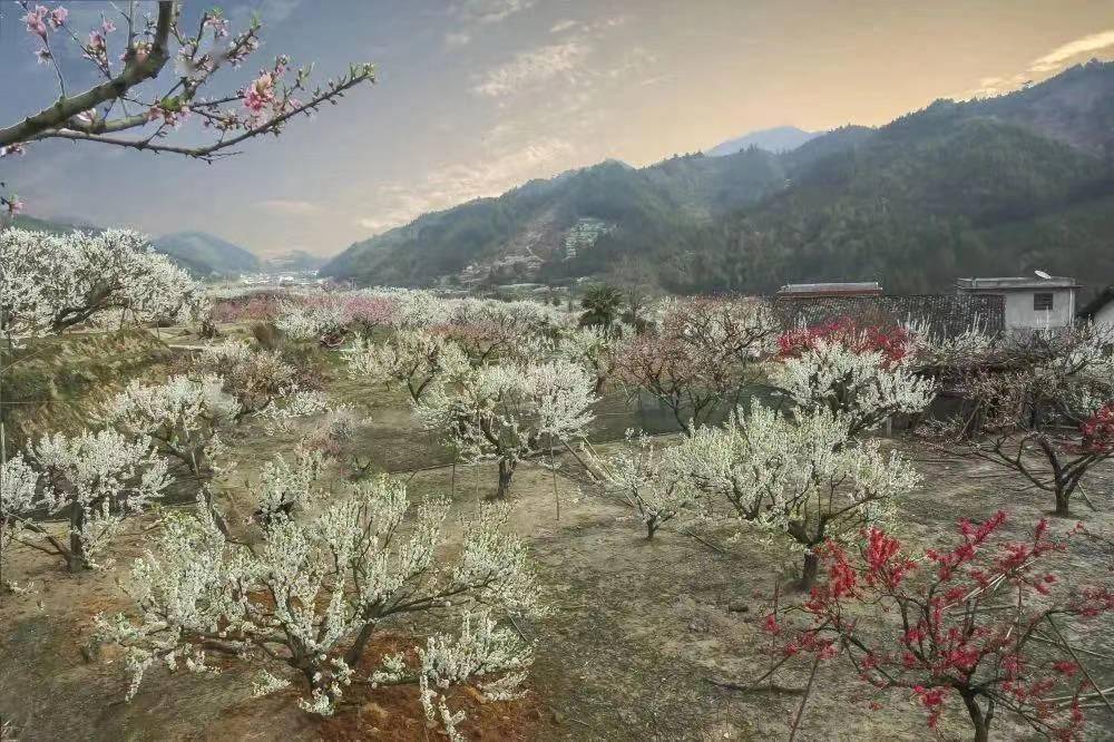 过完元宵节,我们一起在乐昌绝美的花海里,欣赏"春天的故事"