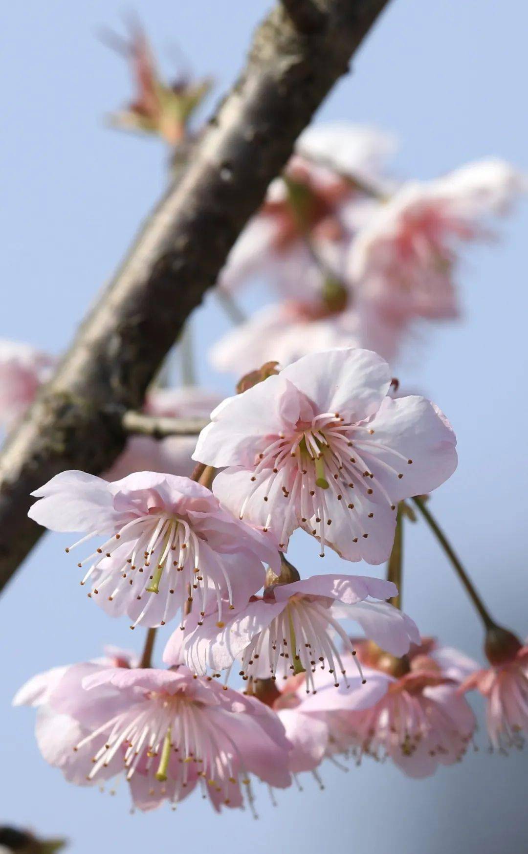 璧山_七塘镇_鼻子