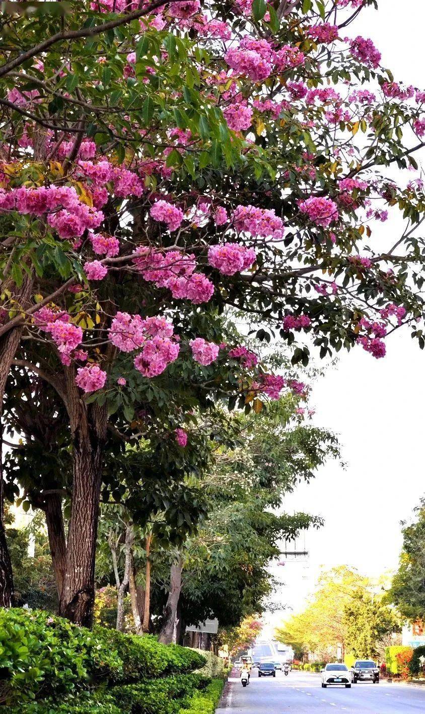 九龙大道上的紫花风铃木开了_海南_好朋友_花朵