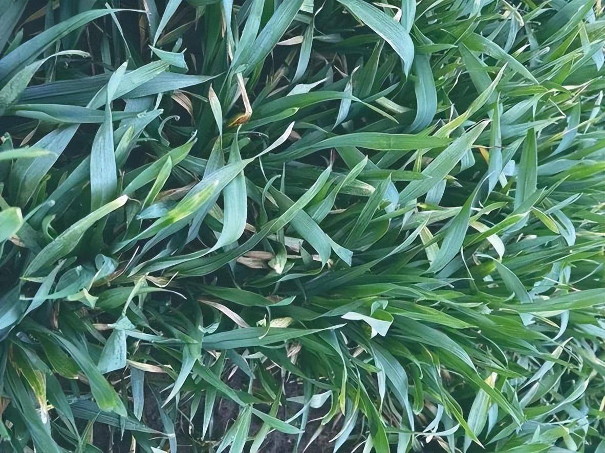 小麦追肥重在看苗施_麦苗_情况_笔者