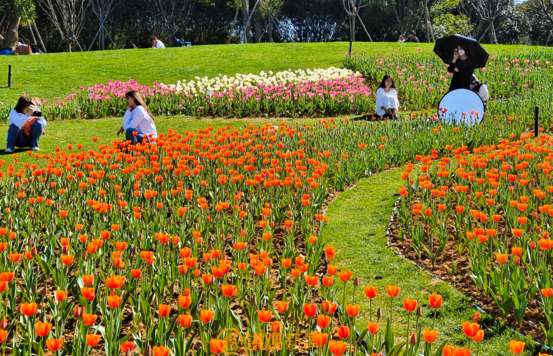 接下来几个月,南昌将变成这样!_樱花_月季_城市