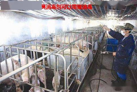 规模猪场低温季节猪舍氨气重危害大,用微生物技术可使氨气远离你的
