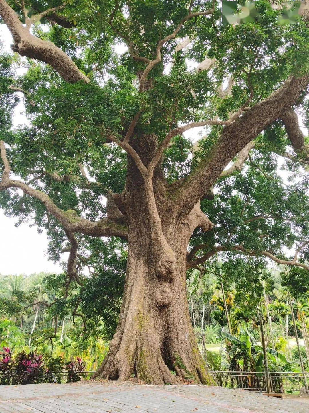 "文昌十大树王"是它们→_海南省_东路镇_胸围