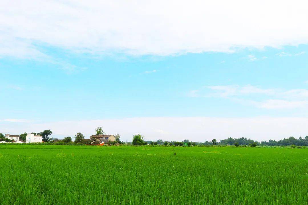 city walk|柏杨村:一个"后进生"的逆袭发展_建设_种植_农业