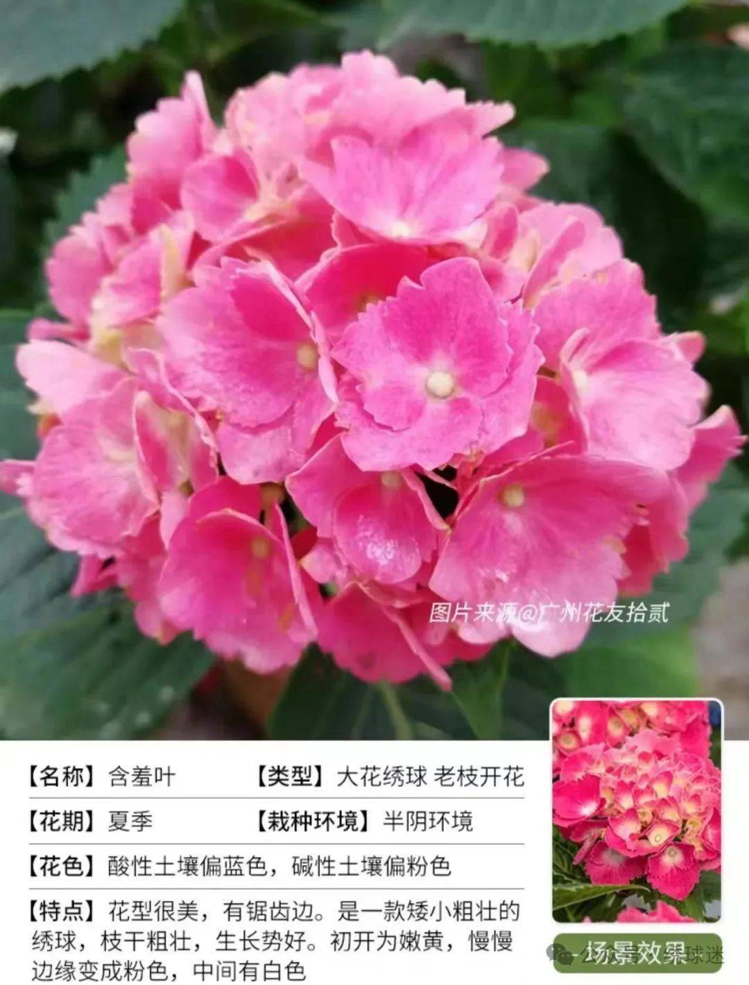 不会养绣球花的建议收藏好这篇干货 |养花有招_交流_球迷_养护