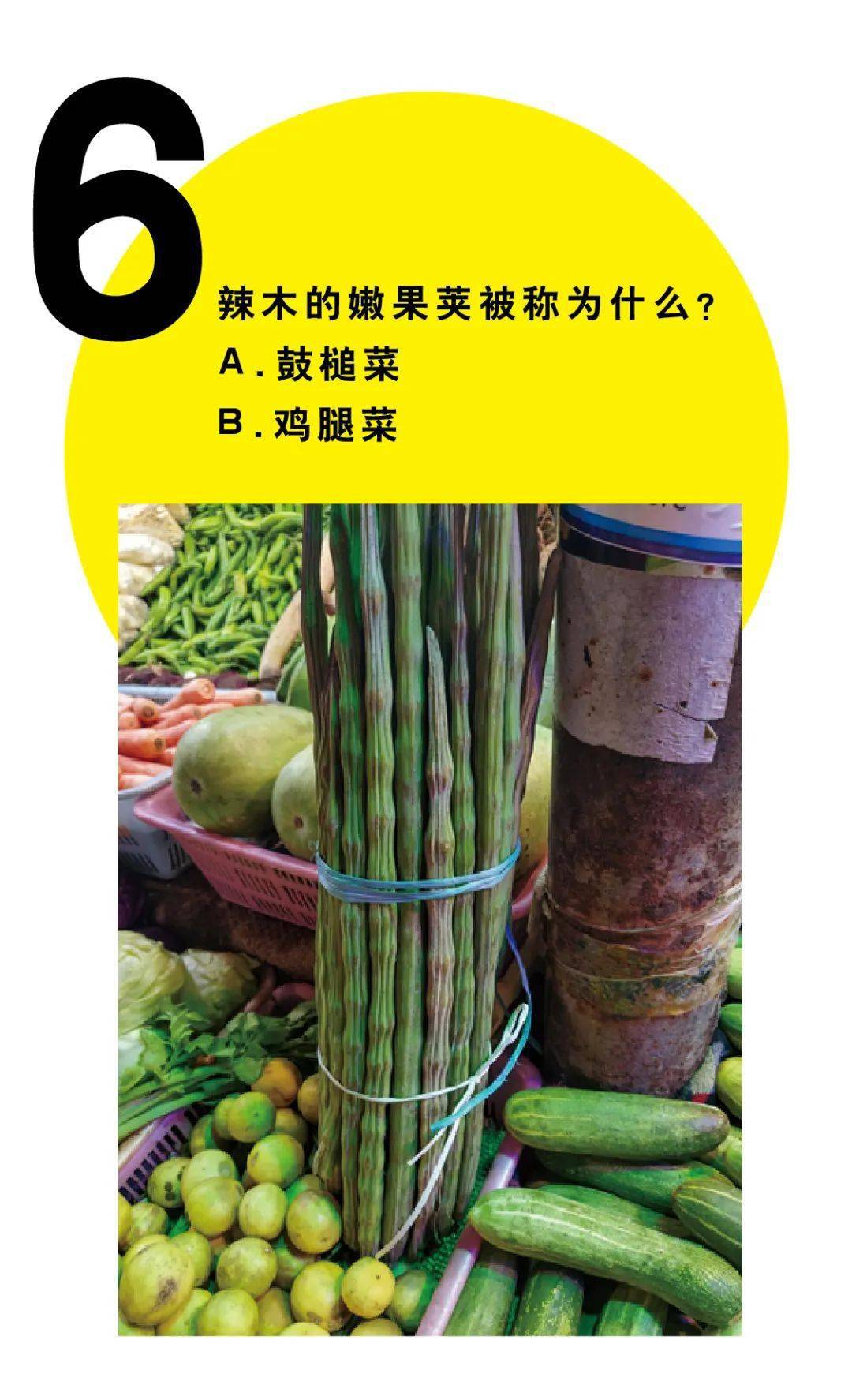 辣木哪部分蛋白质含量最高?