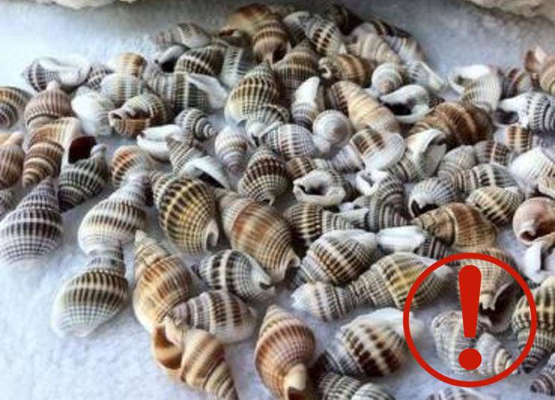 河豚,鲐鱼,青条鱼,金枪鱼,毛蚶,织纹螺,荔枝螺,泥螺,狗肝,鲨鱼肝,青鱼