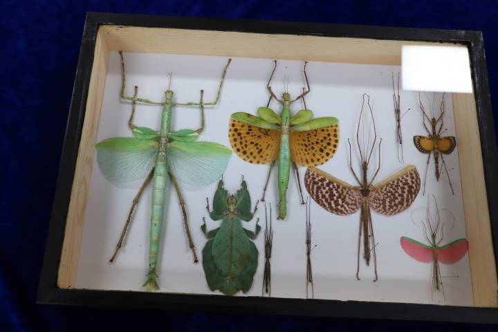 《极速猎杀》而与甲虫结缘,片中雷厉风行的大王虎甲深深地吸引了他,从