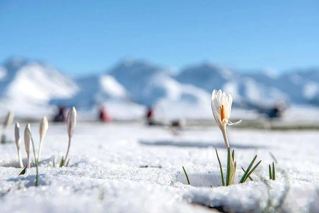 2024小车游系列 春满天山—赛里木湖 伊犁杏花7日_门票_全程_费用