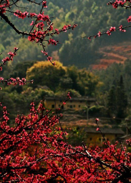 还有赏花攻略推荐,一起解锁翁源春日限定~_韶关_客家_季节