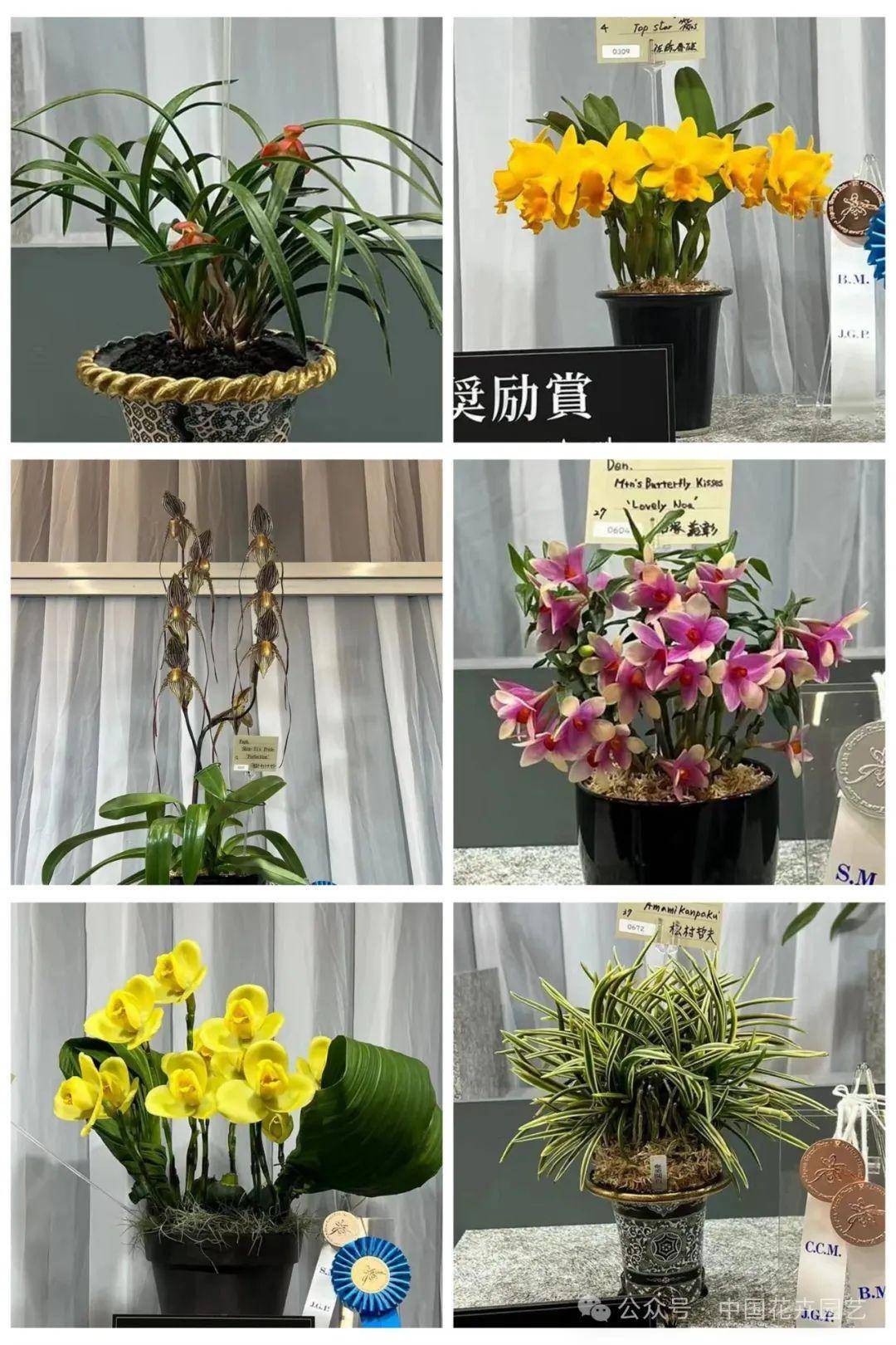 植物展台图片