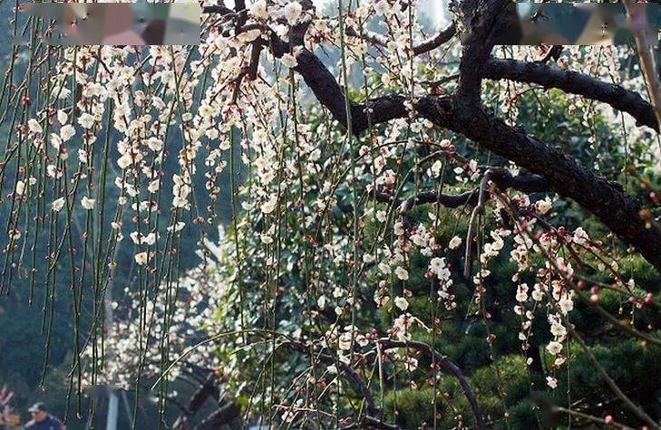 《梅香曲》配梅花图,太美了,沁人心脾!_龙游梅_李梅_水梅
