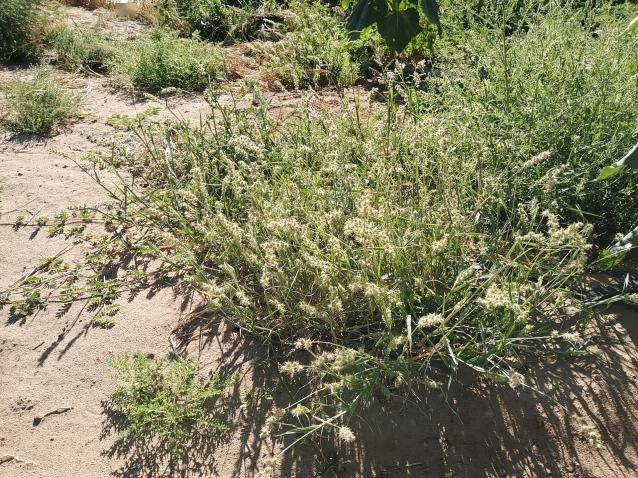 有害生物科普——少花蒺藜草_繁殖_检疫_牧草