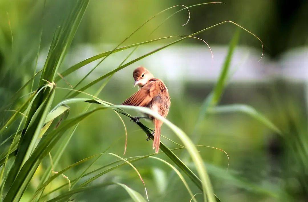 周作人:北平的春天_自然_什么_先生