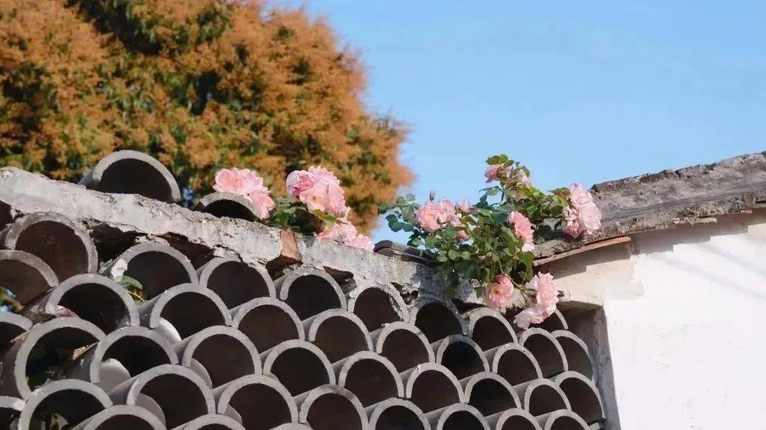 色彩斑斓的抽象漫画附在古老的墙面上民房门前繁花似锦衬着房内的朴素