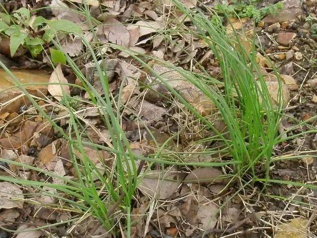 客家野荞头,食过的都点赞!_院子_阳台_条件