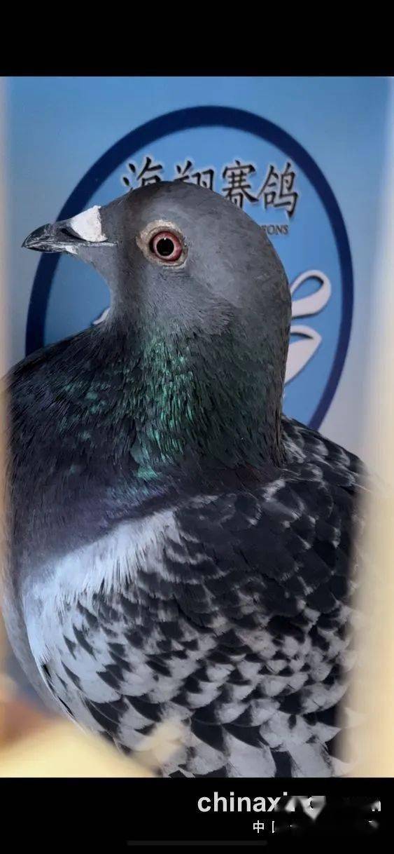 「鸽讯」广东春棚第一场决赛战绩出炉 前十名素颜