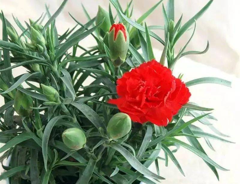 龙船花121.耧斗菜122.露薇花123.络石(风车茉莉)124.马蹄莲125.