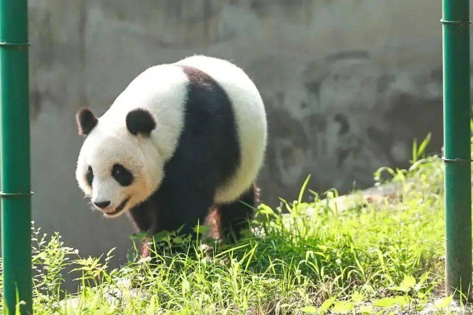 自然探秘所|走进天津动物园_大熊猫_格格_游客
