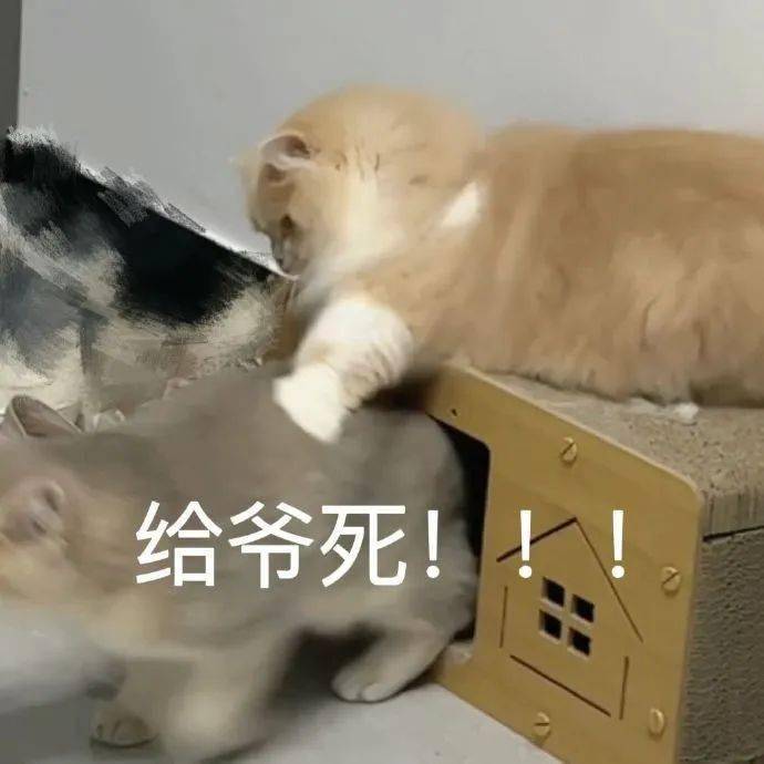 后台回复"表情包"获取更多最新猫咪表情包,每天12点更新