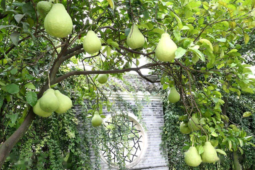 city walk|一口柚香延续百年_张大公馆_柚子_张朴