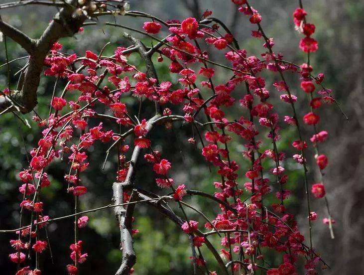 垂枝梅榆叶梅美人梅蜡梅珍珠梅洒金梅玉蝶梅绿萼梅照水梅大红梅红梅